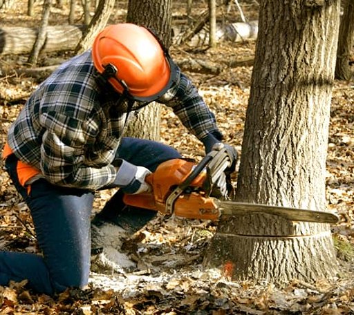 Tree Removal in Woodhull, NY